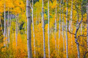 Aspen forest-1769